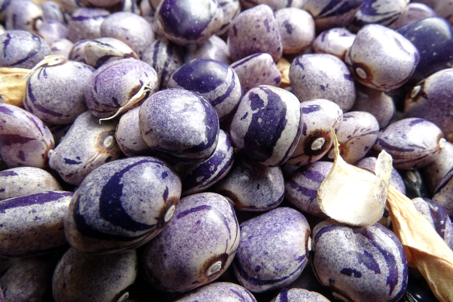 Blue Buffalo Pole Bean